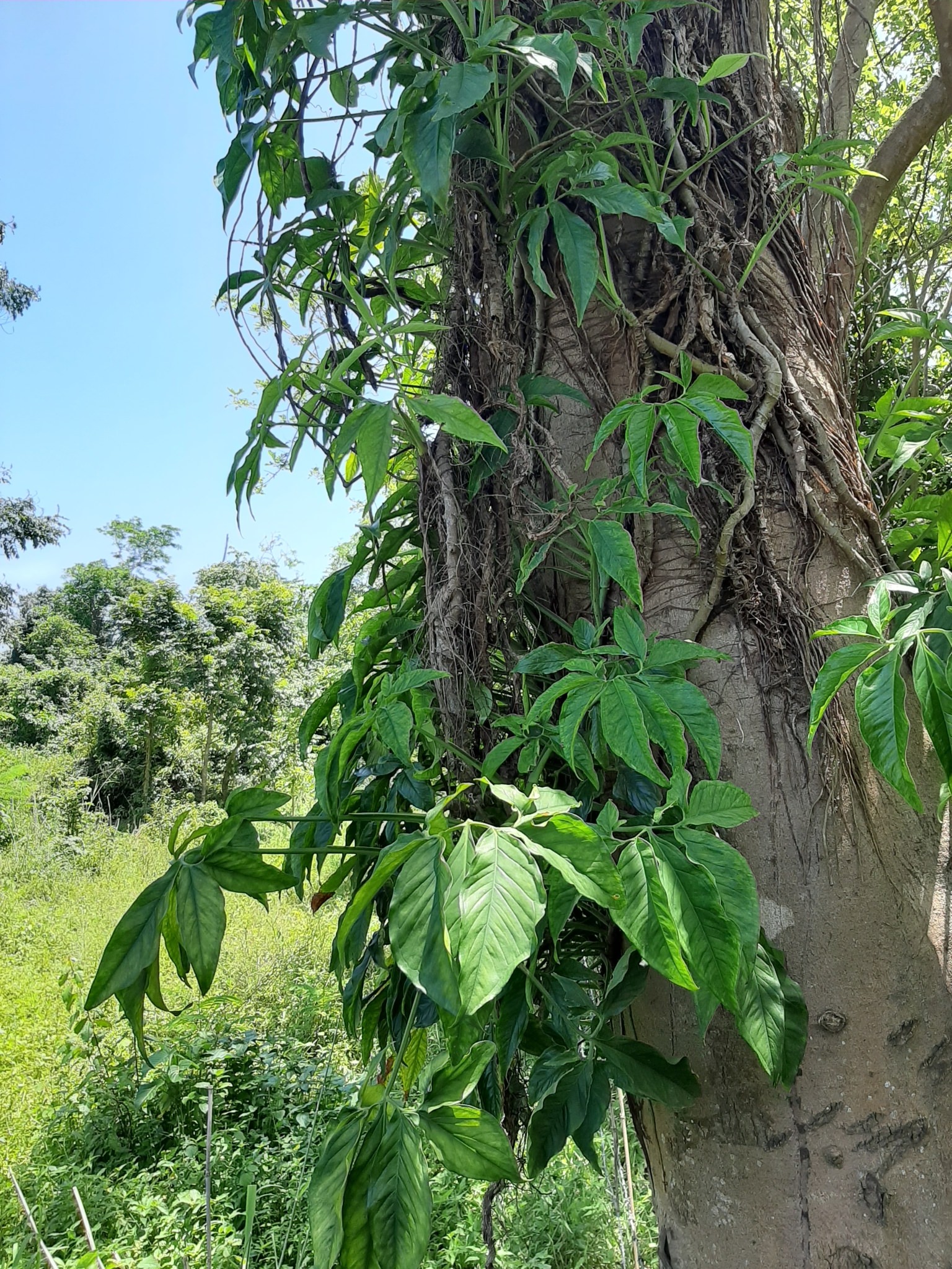 Syngonium podophyllum